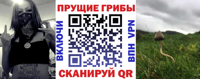 Псилоцибиновые грибы мицелий наркошоп Апшеронск